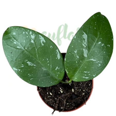 Hoya 'Lai Chau' D8cm [1]