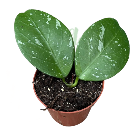 Hoya - Hoya 'Lai Chau' D8cm