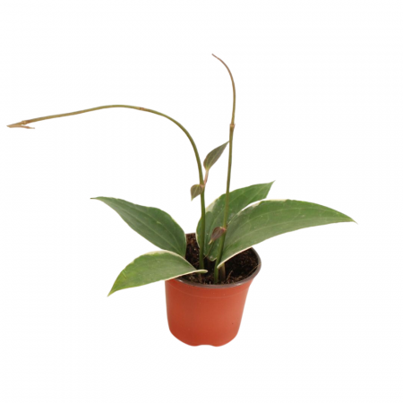 Hoya - Hoya Latifolia Albomarginata în ghiveci, plantă de interior cu frunze verzi și margini albe.
