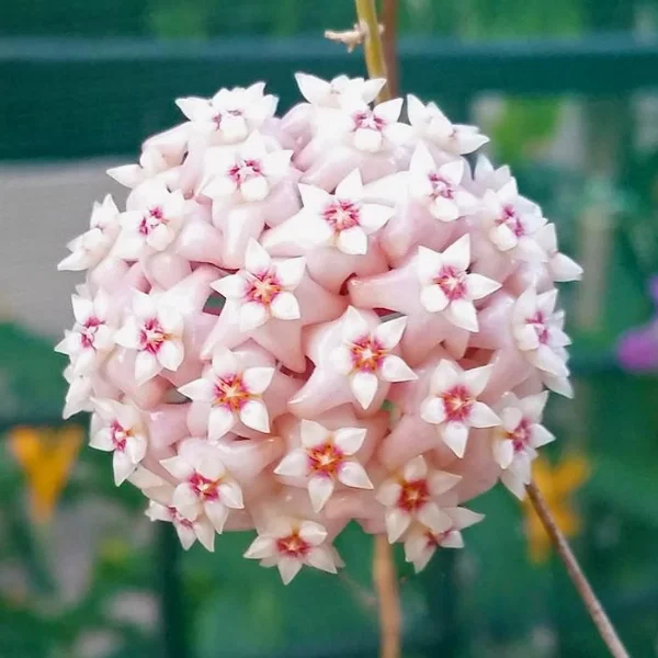 Hoya latifolia 'Green' D10.5 [2]