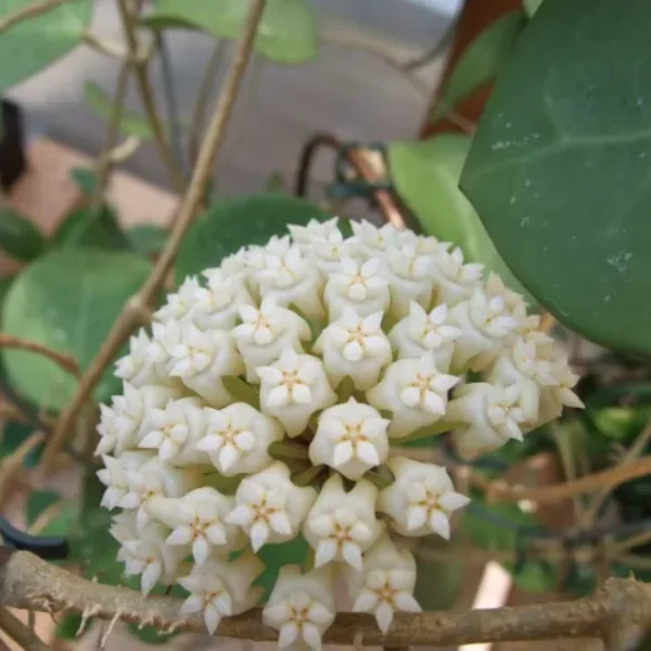 Hoya latifolia 'Green' D10.5 [1]