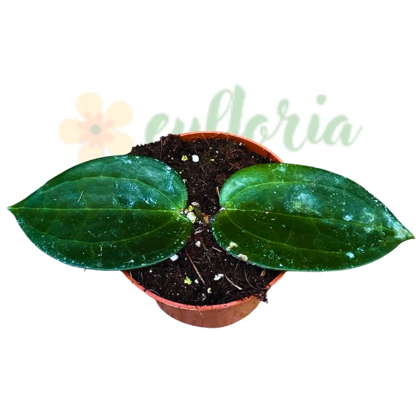 Hoya - Hoya latifolia 'Green' D10.5