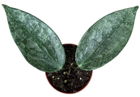 Hoya latifolia 'Rimba Perak' D8cm [1]