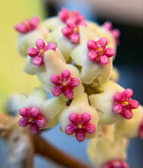 Hoya latifolia 'Rimba Perak' D8cm [2]