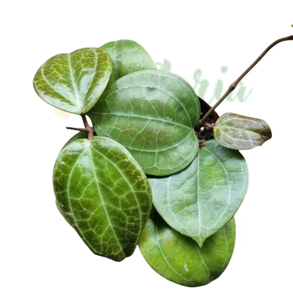 Plante speciale - Hoya latifolia sp. Sarawak 'Cream'