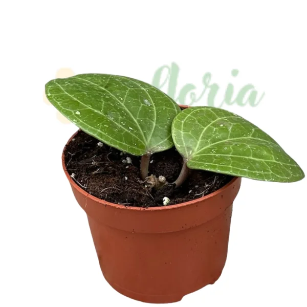 Hoya - Hoya latifolia sp. Sarawak 'Cream'