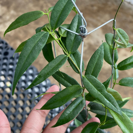 Precomandă - Hoya leucantha - plantă rară cu flori albe delicate