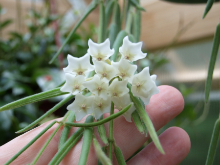 Hoya linearis - trailing indoor plant with thin velvety leaves and fragrant flowers [1]