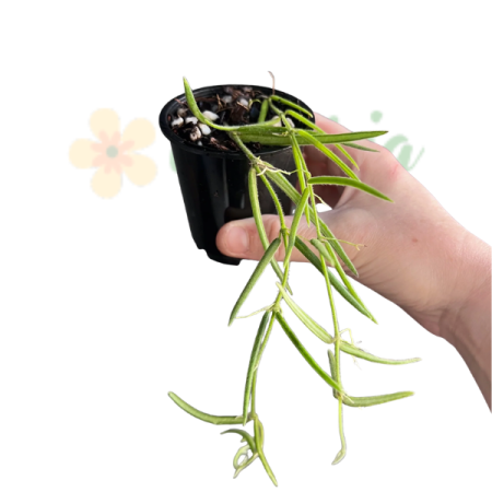 Hoya linearis - trailing indoor plant with thin velvety leaves and fragrant flowers [0]