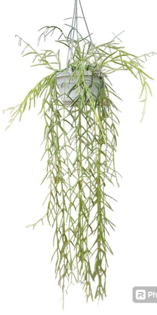 Hoya - Hoya linearis - trailing indoor plant with thin velvety leaves and fragrant flowers