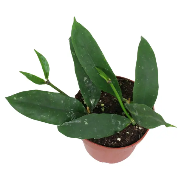 Hoya - Hoya Lobbii cu flori roșii – în ghiveci ceramic