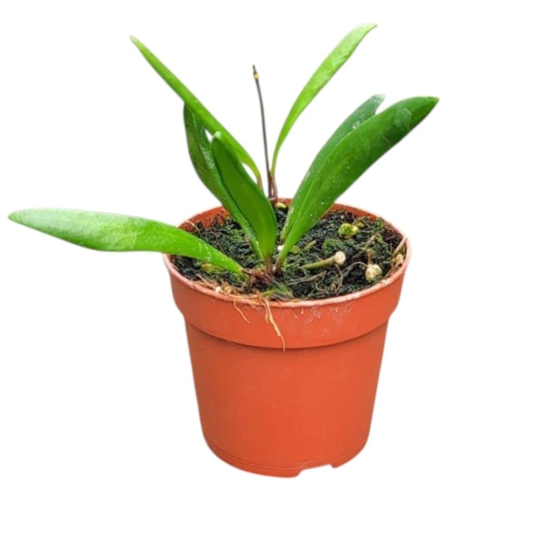 Hoya - Hoya loheri