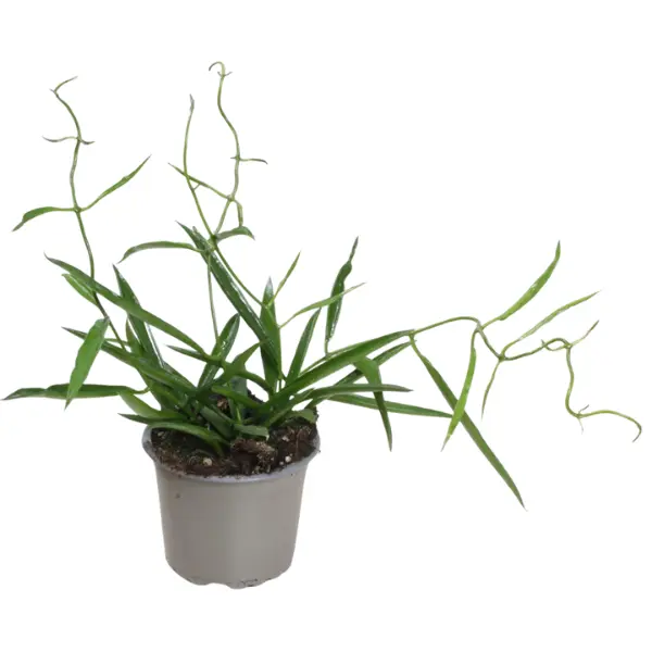 Hoya - Hoya Longifolia în ghiveci – frunze subțiri, creștere curgătoare