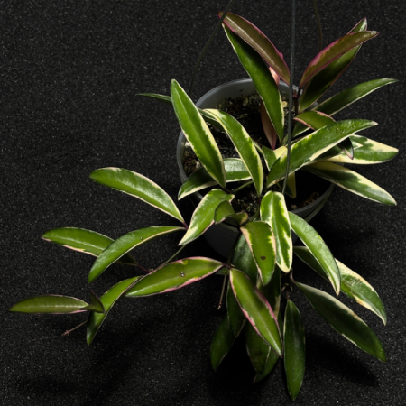 Precomandă - Hoya lorylin - plantă rară cu frunze decorative