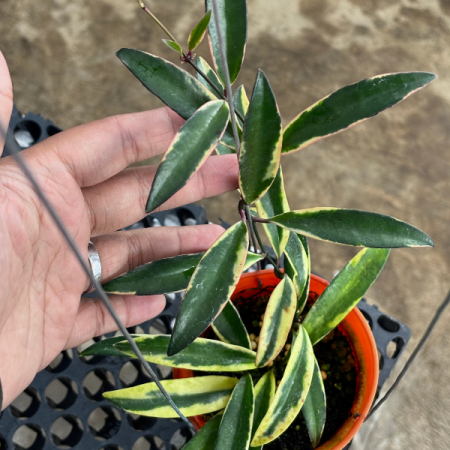 Hoya lorylin - plantă rară cu frunze decorative [1]