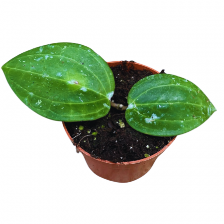 Hoya - Hoya Macrophylla Borneo în ghiveci – plantă cu frunze mari verzi.