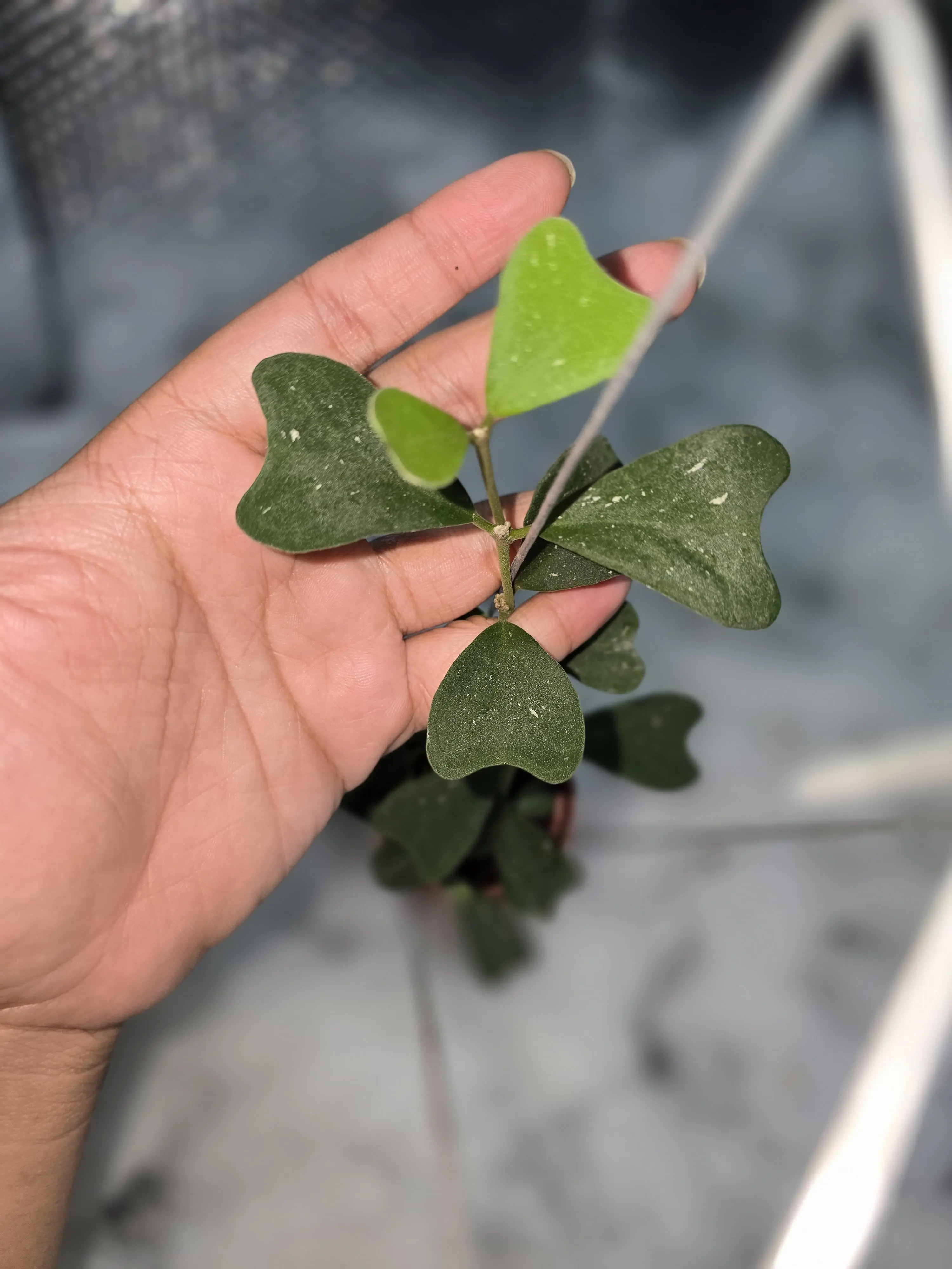 Hoya - Hoya manipurensis