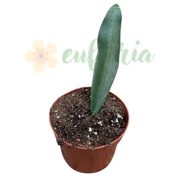 Plante speciale - Hoya meliflua 'Island' D10.5