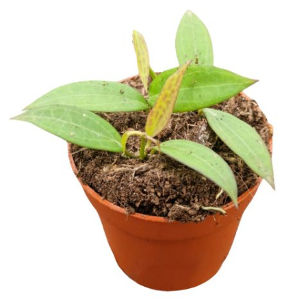 Plante de interior - Hoya 'Microdwarf' - plantă miniaturizată cu frunziș ceros și compact