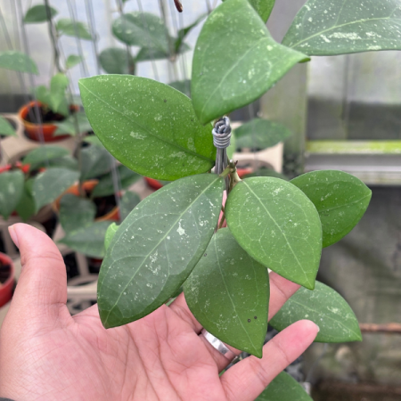 Precomandă - Hoya mindorensis - plantă rară din Filipine