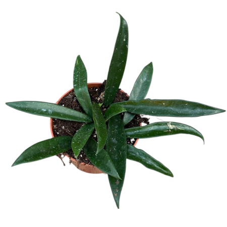 Hoya 'Minibelle' [1]