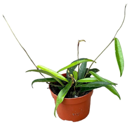 Hoya - Hoya 'Minibelle'