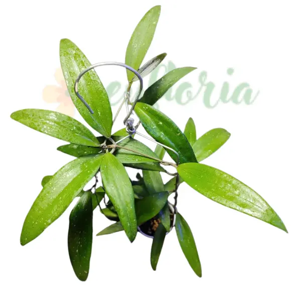 Plante speciale - Hoya sp Bengkulu 'Rindu Raflesia'