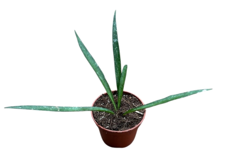 Plante speciale - Hoya mirabilis — frunze alungite catifelate, ghiveci Ø 6 cm