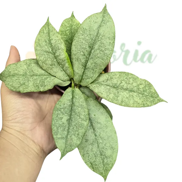 Hoya - Hoya mitrata 'Silver Kapuas'