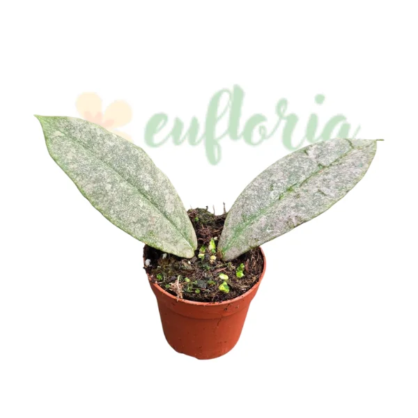 Hoya mitrata 'Silver Kapuas' [1]