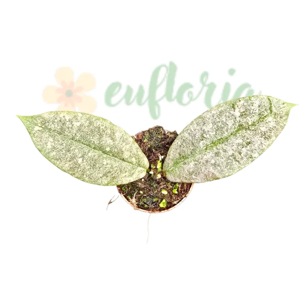 Hoya - Hoya mitrata 'Silver Kapuas'