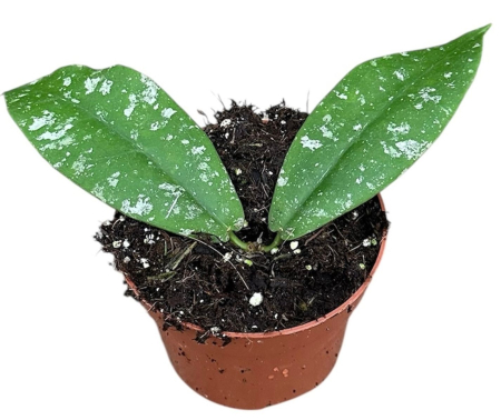 Noutăți - Hoya mitrata 'Splash' — frunze mari cu pete argintii, ghiveci Ø 10,5 cm