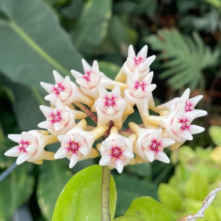 Hoya mitrata 'Splash' — large leaves with silver splashes, pot Ø 10.5 cm [1]
