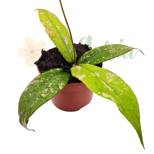 Hoya - Hoya mitrata Splash - rare plant with large leaves adorned with silver splashes