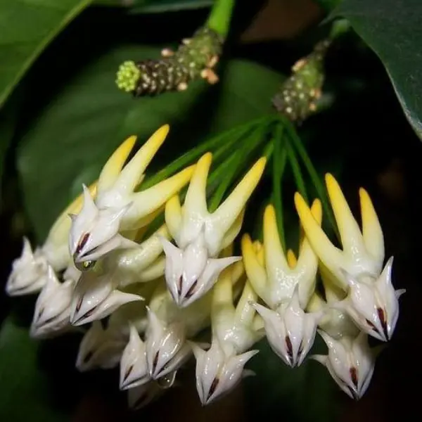 Hoya multiflora 'IPPS' [1]