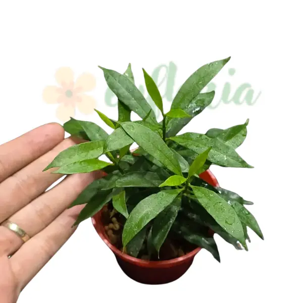 Precomandă - Hoya multiflora 'Minion'