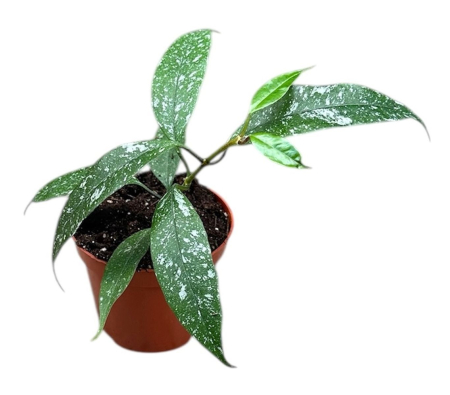 Plante speciale - Hoya multiflora 'Silver Splash' — flori albe-argintii, ghiveci Ø 8 cm