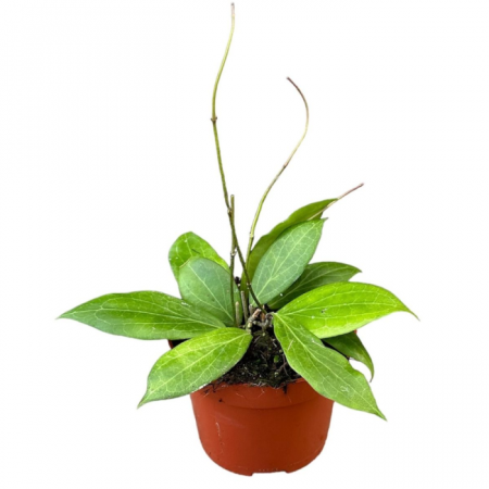 Plante speciale - Hoya nicholsoniae