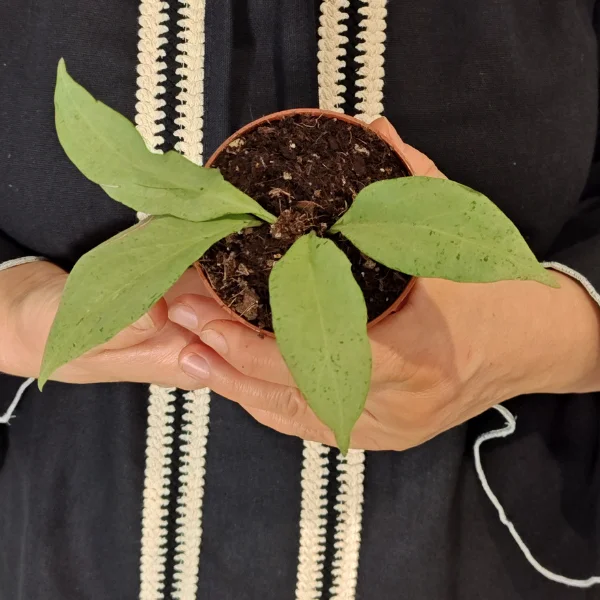 Hoya nicholsoniae New Guinea Ghost - planta rara cu frunze mari translucide si efect ghost [2]