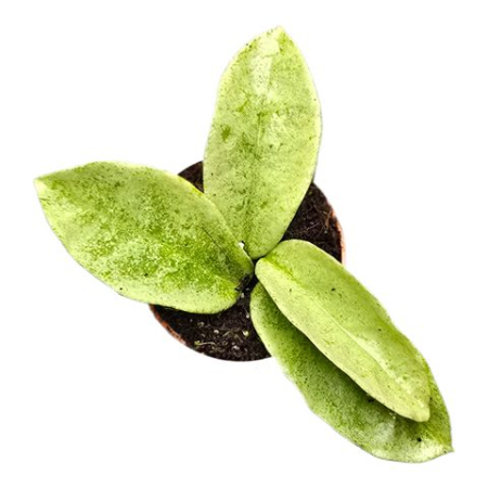 Plante de interior - Hoya Nova Ghost - plantă de interior rară cu frunze tinere translucide galben-verzui