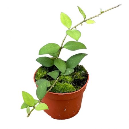 Plante speciale - Hoya nummularioides