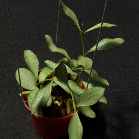 Precomandă - Hoya nummularioides 'Silver' - plantă rară cu frunze argintii