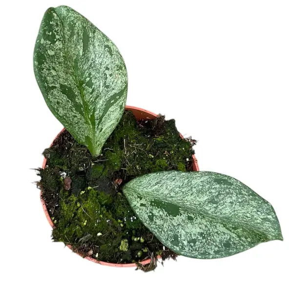 Hoya - Hoya obovata 'Splash'