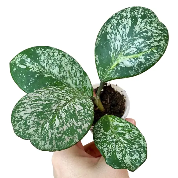 Hoya obovata 'Splash' [1]