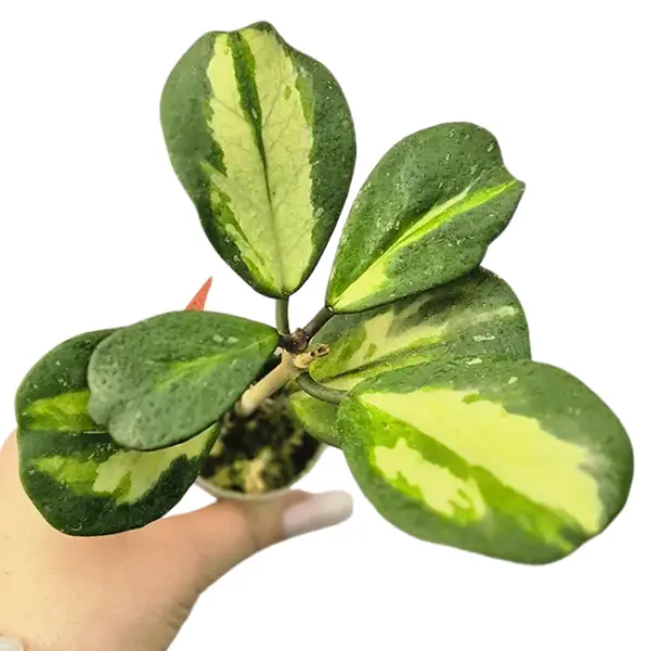 Plante speciale - Hoya obovata 'Variegata'