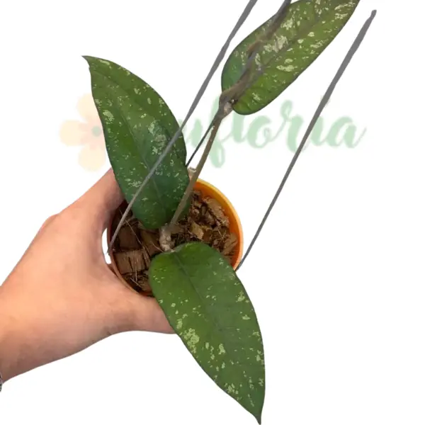 Preorder - Hoya Sp Putri Betung