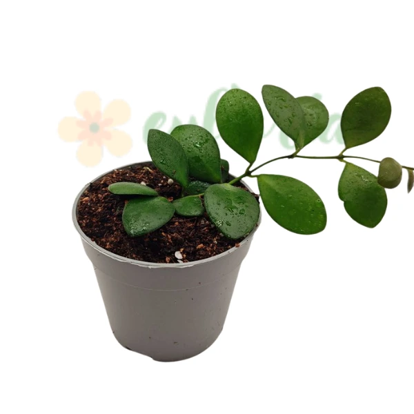 Hoya - Hoya Panchoi în ghiveci – frunze lungi, cerate