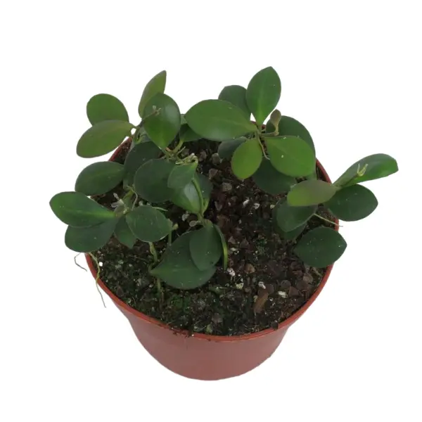 Hoya - Hoya Panchoi în ghiveci – frunze lungi, cerate
