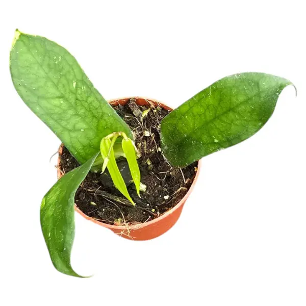 Hoya pandurata 'Vietnam' D10.5 [1]