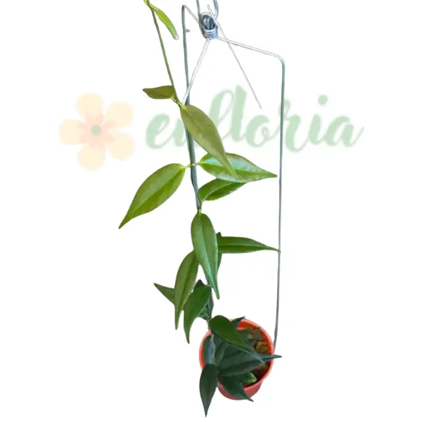 Preorder - Hoya Paradisea (Papua)